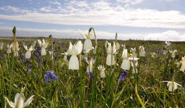 Narcisses des Glénan / Bretagne Vivante © Marion Diard