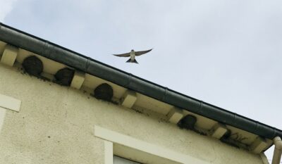 Hirondelle de fenêtre sur habitation à Évran (22) © Agence Bretonne de la Biodiversité
